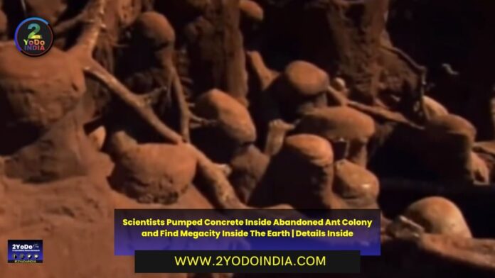 Scientists Pumped Concrete Inside Abandoned Ant Colony and Find Megacity Inside The Earth | Details Inside | 2YODOINDIA