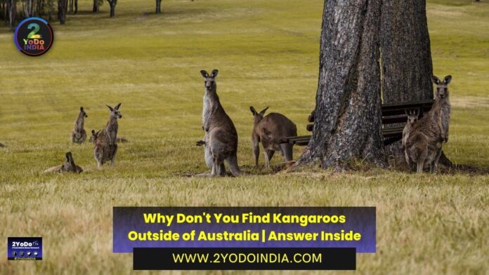 Why Don't You Find Kangaroos Outside of Australia | Answer Inside | 2YODOINDIA