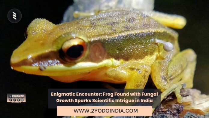 Enigmatic Encounter: Frog Found with Fungal Growth Sparks Scientific Intrigue in India | 2YODOINDIA